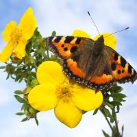 Small Tortoiseshell 